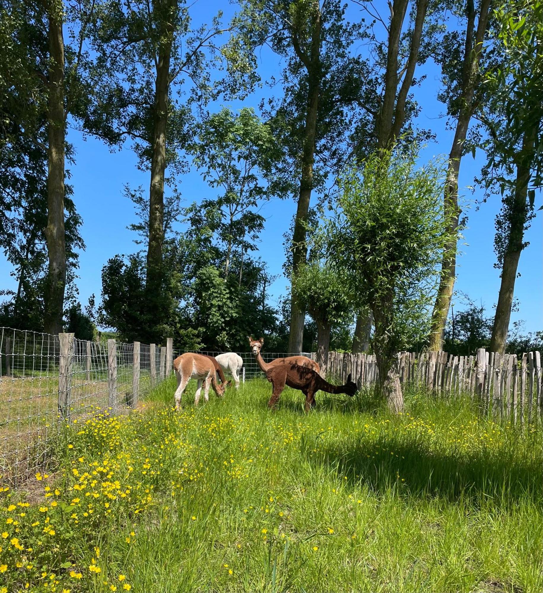 Nieuw Landelijk Vakantiehuis Aan Zee Осткапелле Екстер'єр фото